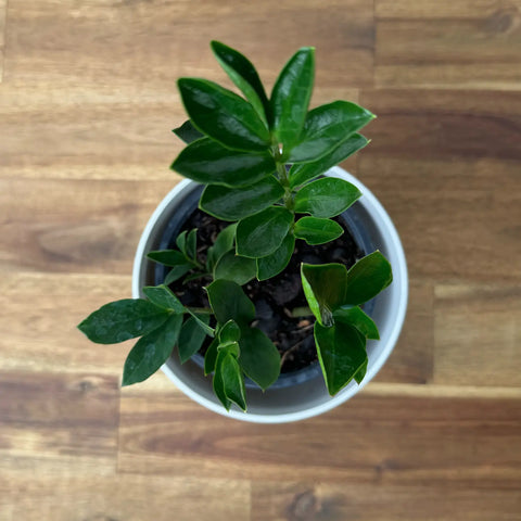 zz plant mini Piccolo ZZ