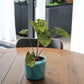 Colocasia Mojito