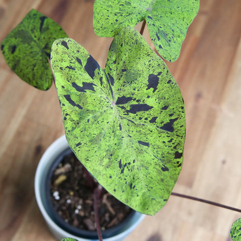 Colocasia Mojito