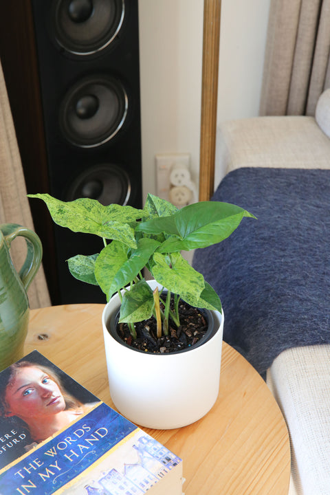 Syngonium Mojito