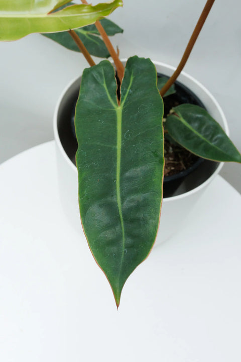 Philodendron - Billitiae