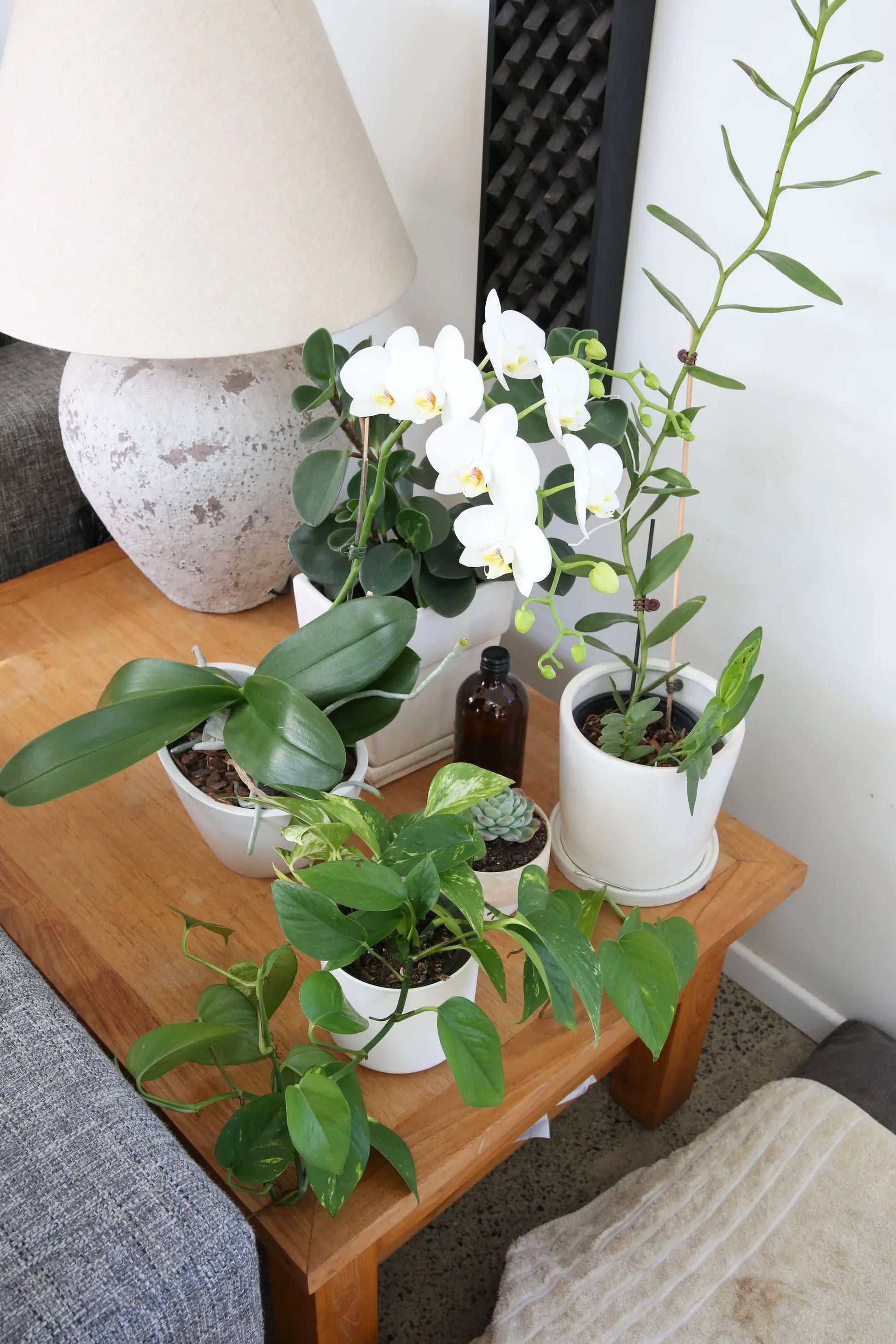 Pothos Golden Buy Online Now The Green Grower