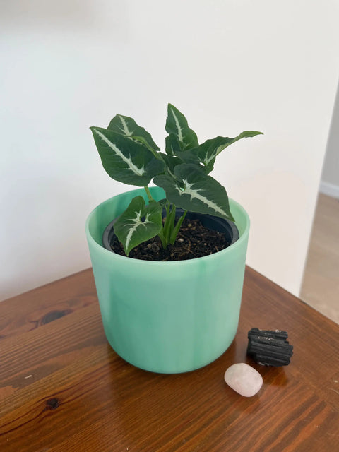 Syngonium Wendlandii (Black Velvet)