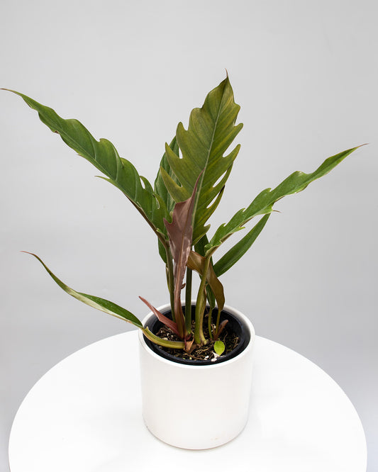 Philodendron Red Empress